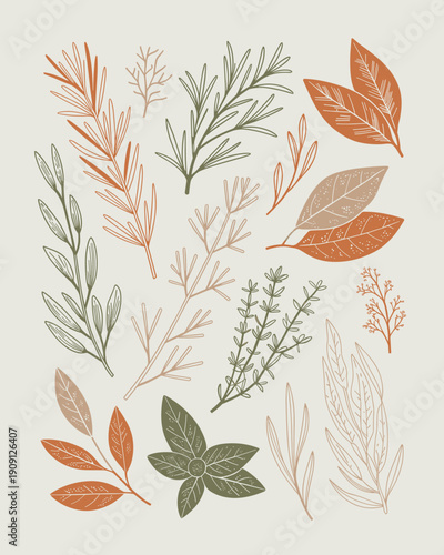 Boho botanical illustration set elegant line art minimalist herbs leaves branches rustic earth tones natural organic elements for organic wellness health food farm to table branding design backgrounds