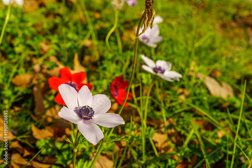 Colorful Anemone wildflowers, Upper Galilee