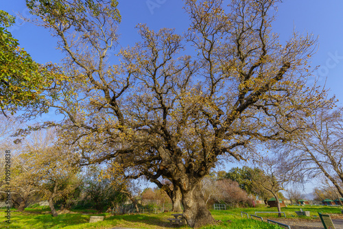 Oak grove, with colorful wildflowers Upper Galilee