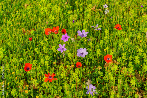 Colorful Anemone wildflowers, Upper Galilee