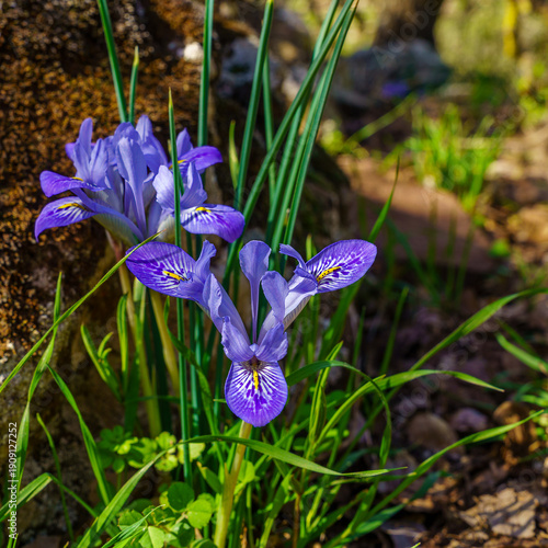 Iris histrio wildflowers in the Golan Heights