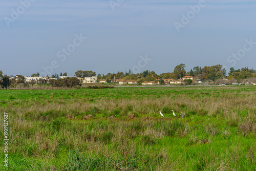 Nov Meadow nature reserve, with Cattle Egret, Golan Heights