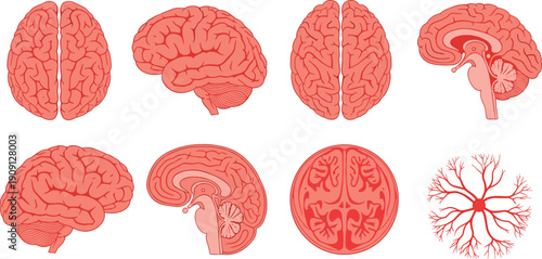 Detailed anatomical illustration of human brain and neuron, multiple views including sagittal section, cerebral cortex and nervous system, black and white vector artwork
