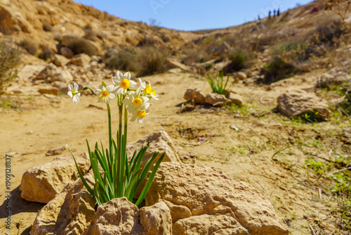 Daffodil wildflowers, in the Negev Desert