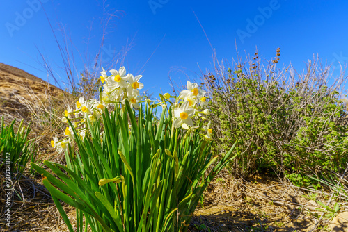 Daffodil wildflowers, in the Negev Desert