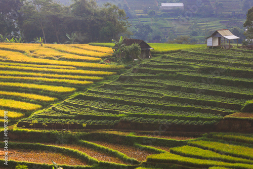 Photos The beautiful rice terraces scenery in Indonesia