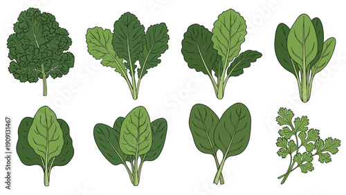 Collection of eight diverse green leafy vegetables including kale spinach and cilantro for healthy cooking and nutrition.