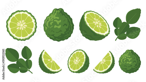 Detailed illustration displays various parts of a bergamot fruit including whole fruit, cross-sections, slices, and green leaves.