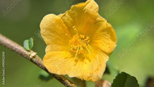 Macro close-up of a vibrant yellow flower blooming on a slender branch with soft green background.