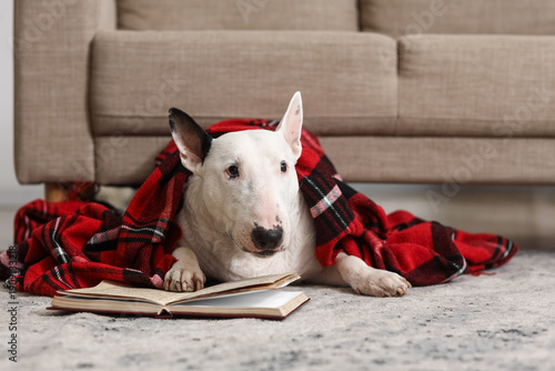 Cute Bull Terrier dog with ...