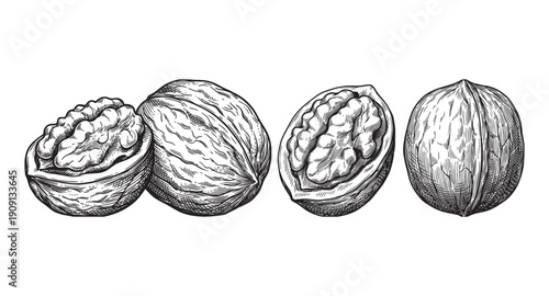 whole and cracked walnuts with exposed kernels in a detailed vintage woodcut engraving style.