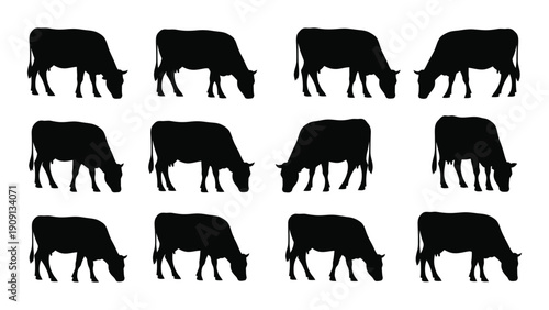A collection of twelve black silhouettes of cows grazing in a field. isolated on white background, Vector