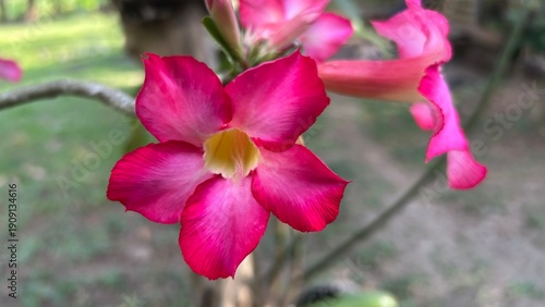 Close-up of a vibrant pink desert rose flower with soft background and natural outdoor lighting.