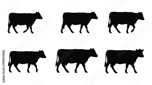 Silhouettes of cows walking in various directions and postures. isolated on white background, Vector