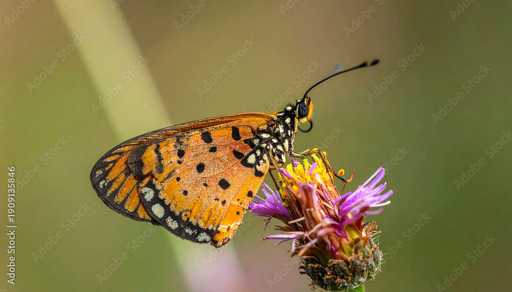 Fototapeta premium close up Rare Butterfly