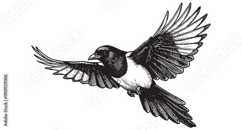 Magpie bird in flight with spread wings and long tail in a detailed vintage wildlife engraving style.