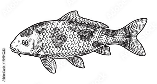 koi carp fish vintage oriental engraving style.