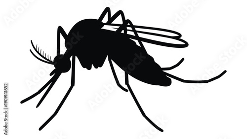 A detailed black and white illustration of a mosquito with wings and legs isolated on white background, Vector