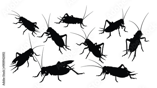 A group of crickets scattered across a white background in various poses isolated on white background, Vector