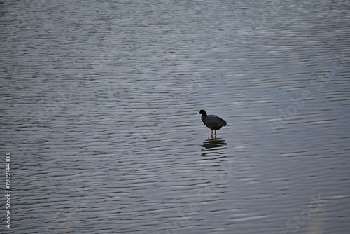 Coots are characterized by their black bodies and white foreheads, and they travel in groups to feed on aquatic plants in ponds and rivers.
