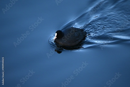 Coots are characterized by their black bodies and white foreheads, and they travel in groups to feed on aquatic plants in ponds and rivers.