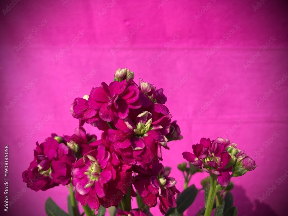 Obraz premium A vibrant cluster of deep pink flowers bursts forth against a background, showcasing nature's vivid palette and delicate beauty