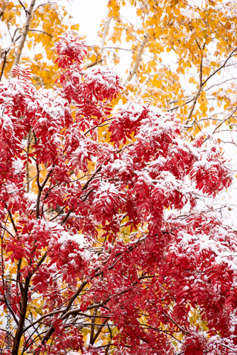 北海道の初雪 赤く染まった紅葉に降り積もる白い雪と秋の終わり