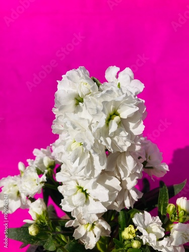 pristine white flowers against a vibrant pink backdrop. The image focuses on textures and details, Spring horizontal banner 