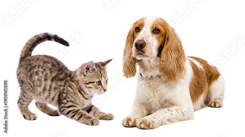 Foto adorable tabby kitten playfully reaching towards a gentle english cocker spaniel resting on a white background, isolated