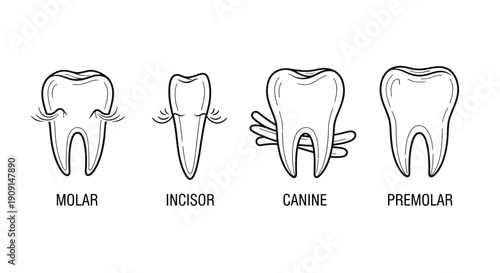 Types of Human Teeth: Molar, Incisor, Canine, Premolar - Dental Anatomy Illustration