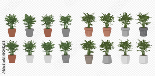 Set of potted parlor palm plants, Chamaedorea elegans, in various pot styles and colors, isolated on a transparent background.