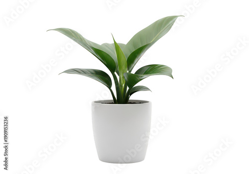 A small potted plant with green leaves in a white pot isolated on transparent background