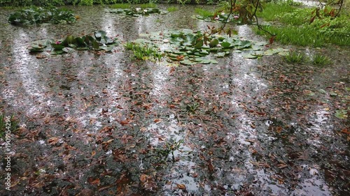 Raindrops Falling on Pond Surface with Water Lilies in Regensburg