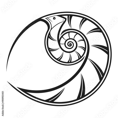 A black and white drawing of a nautilus shell