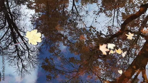 Autumn leaves drifting across calm lake reflecting trees and blue sky