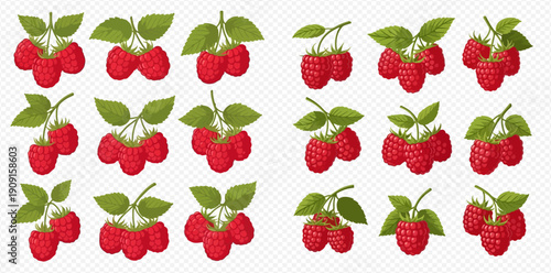 Collection of fresh red raspberries with green leaves on transparent background.