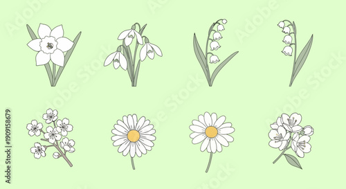 Collection of Delicate White Spring Flowers Hand-Drawn Illustration on Pastel Green Background