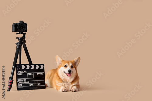 Cute Corgi dog with movie c...