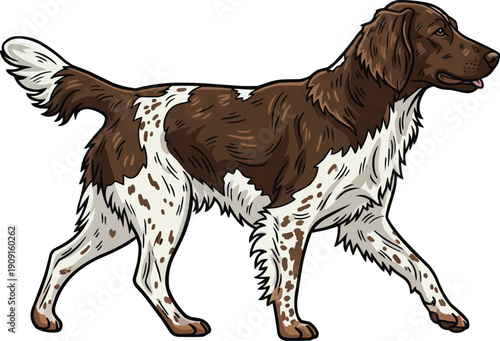 Small Munsterlander dog walking relaxed movement side view