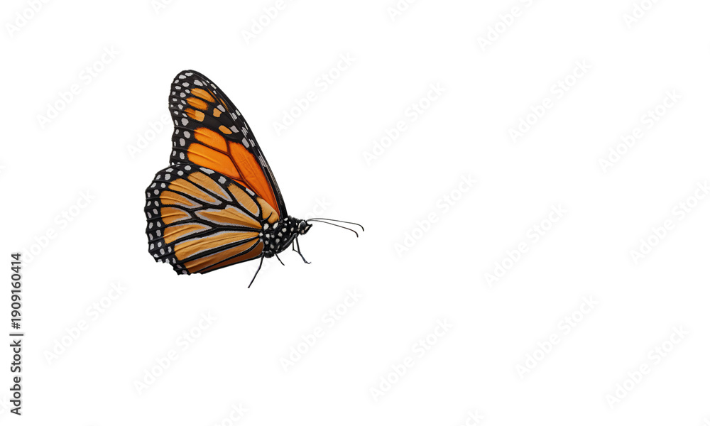 Obraz premium Monarch butterfly with orange black and white wings on a dark background isolated on a transparent background