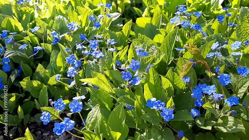 Soft wind moving blue forget me not flowers in bright spring sunlight