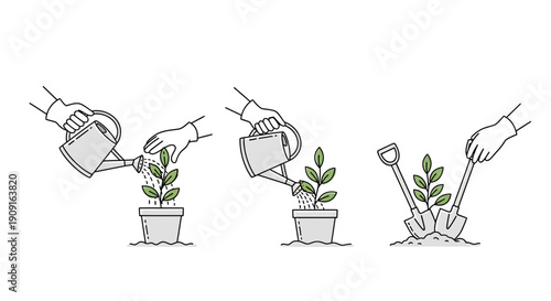 Plant Growth Stages: Watering and Transplanting Seedling in Pot