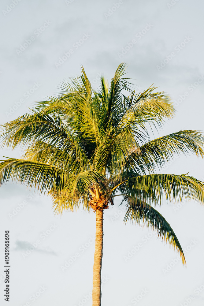 Obraz premium Single Tropical Palm Tree Leaning Over a Pristine Sandy Beach, Crystal Clear Turquoise Ocean and Blue Sky in Bright Natural Daylight