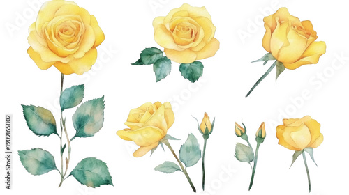 Three yellow roses and a bud with green and yellow leaves, watercolor botanical illustration on transparent background