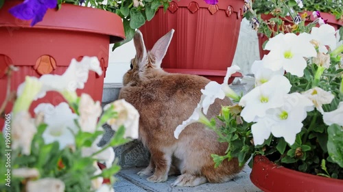 A beige decorative rabbit hiding among the flowers stands on hind legs and sniffs petunias. Cute Easter Bunny. An adorable pet on a walk in a country house. Domestic animal. High quality 4k footage.