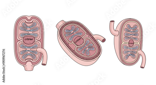 Mitochondria Anatomy Diagram: Three Views of Cellular Organelle, Biology Education