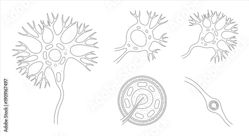 Neuron cell body with dendrites, axon, synapse, and cross-section illustration