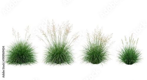 Set of 4 Sporobolus heterolepis (Prairie Dropseed) mounds isolated on white background, photorealistic collection showing fine-textured arching foliage and airy flowers.