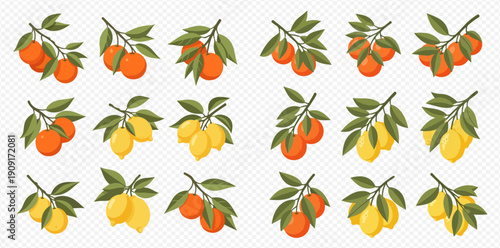 Set of citrus fruit branches with oranges and lemons, fresh and ripe on a white background.