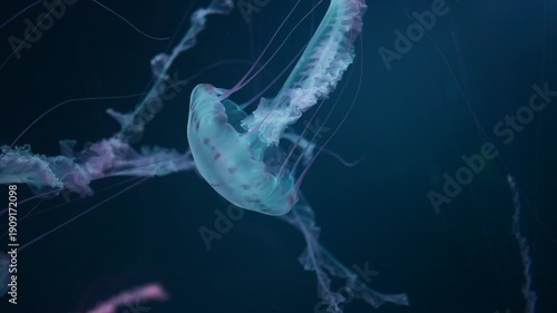 beautiful colorful jellyfish medusa swim underwater in ocean or zoo